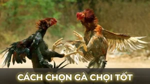 cach chon ga choi tot 1