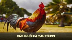 cach nuoi ga mau toi pin 1