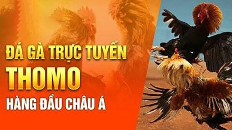 Giới thiệu về đá gà Thomo