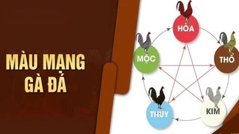 Giới thiệu một số cơ bản về màu mạng gà đá