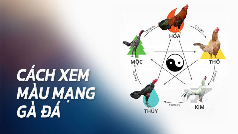 Tầm quan trọng của việc xem màu mạng đá gà hiện nay